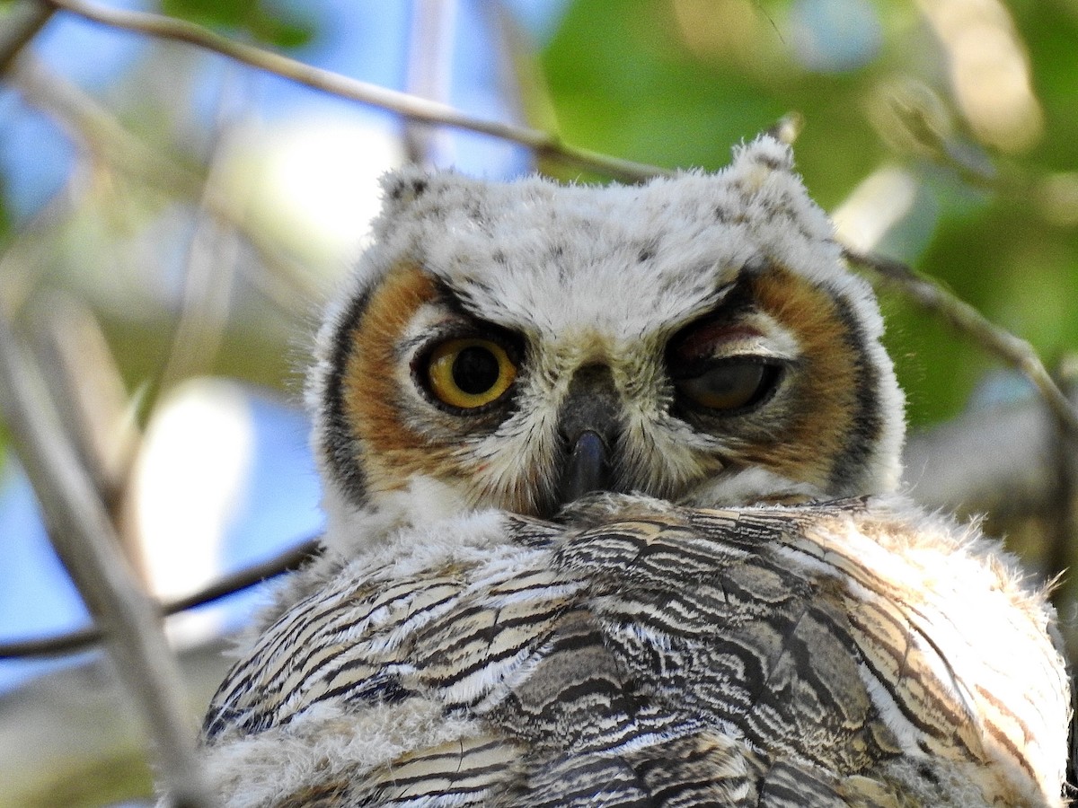 Great Horned Owl - ML245197991