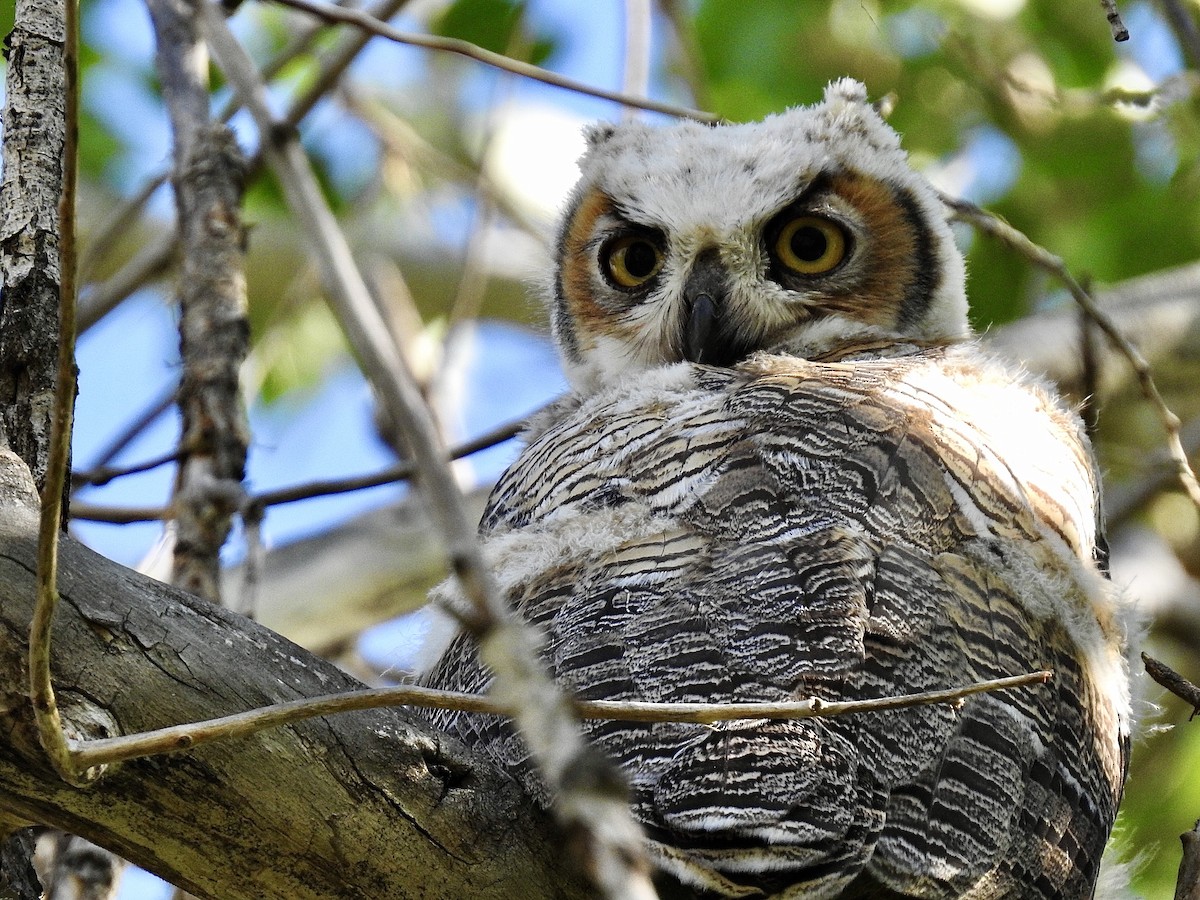 Great Horned Owl - ML245198001
