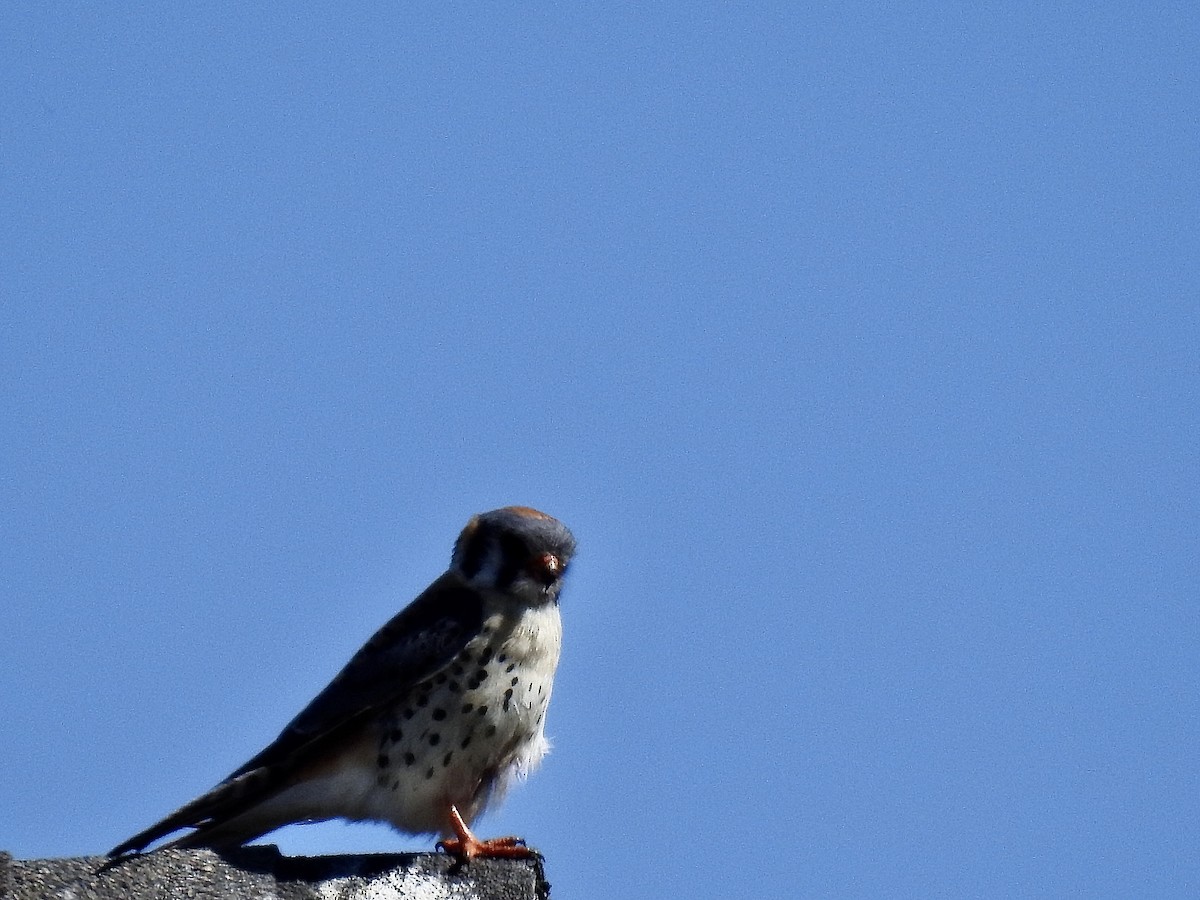 American Kestrel - ML245198021