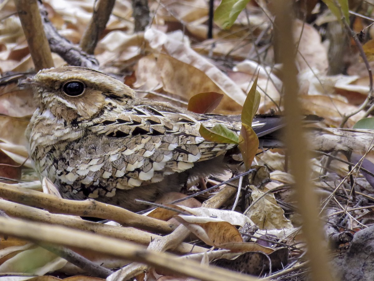 Common Pauraque - Betsy Avila