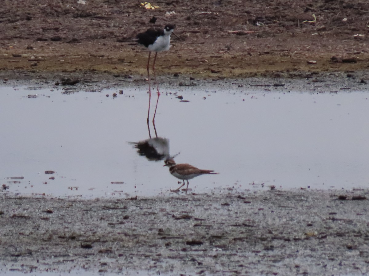 pisila černokrká - ML245199841