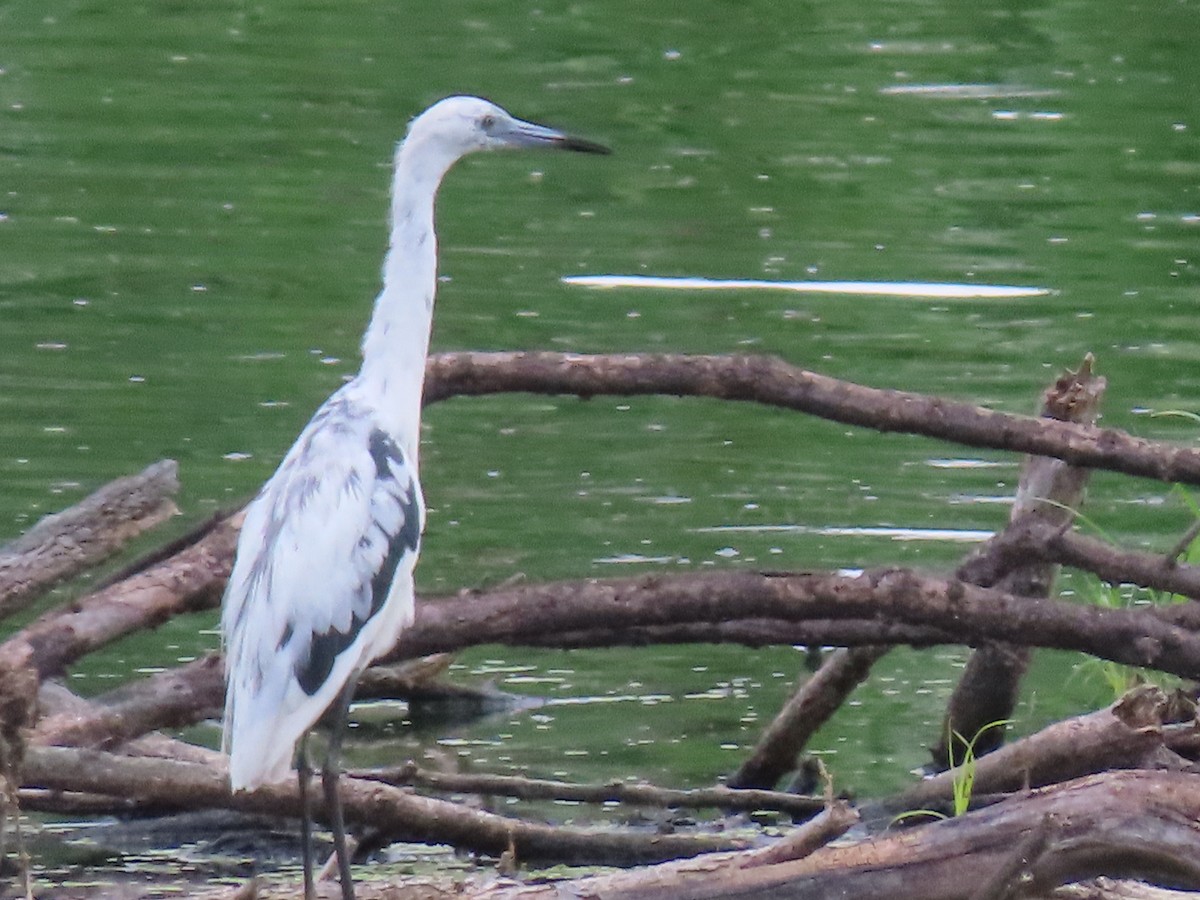 volavka modrošedá - ML245199971