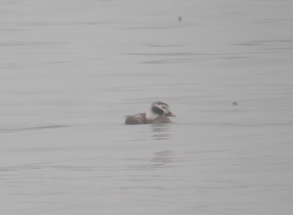 Long-tailed Duck - ML245199991