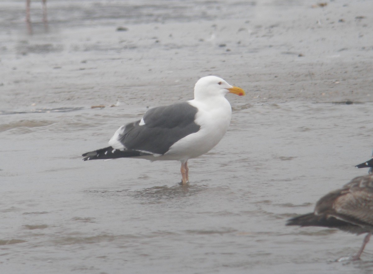 Western Gull - ML245200141