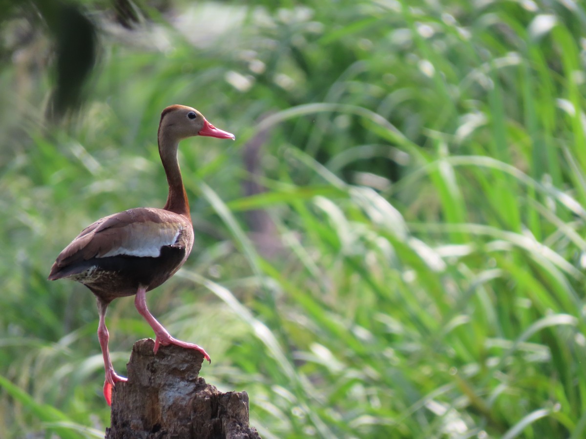husička černobřichá - ML245200151