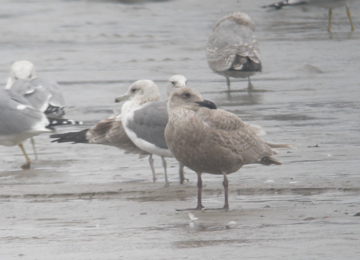 Glaucous-winged Gull - ML245200251