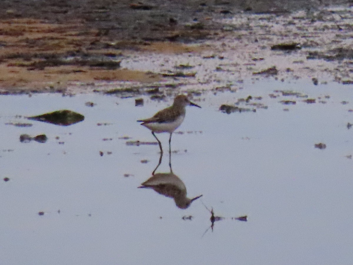 jespák aljašský - ML245200311