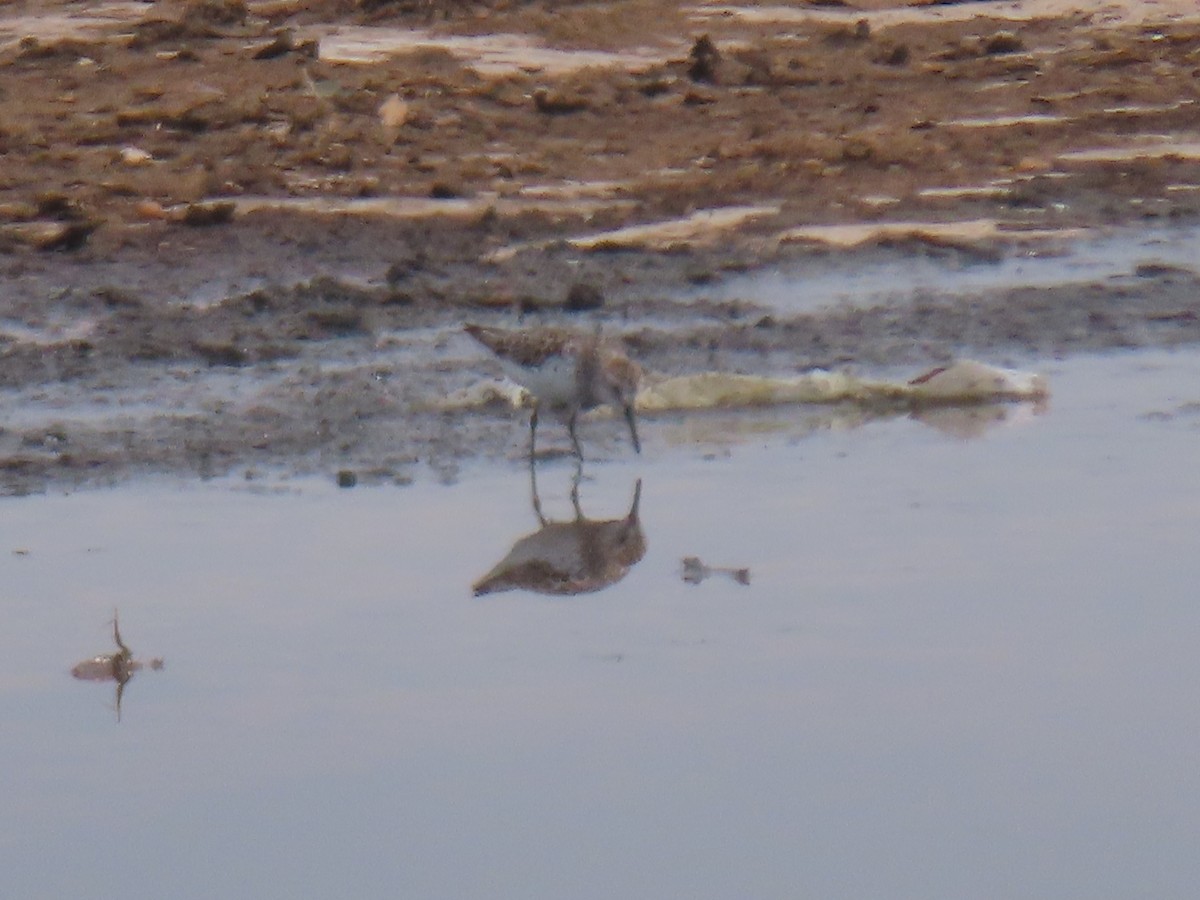 jespák aljašský - ML245200321