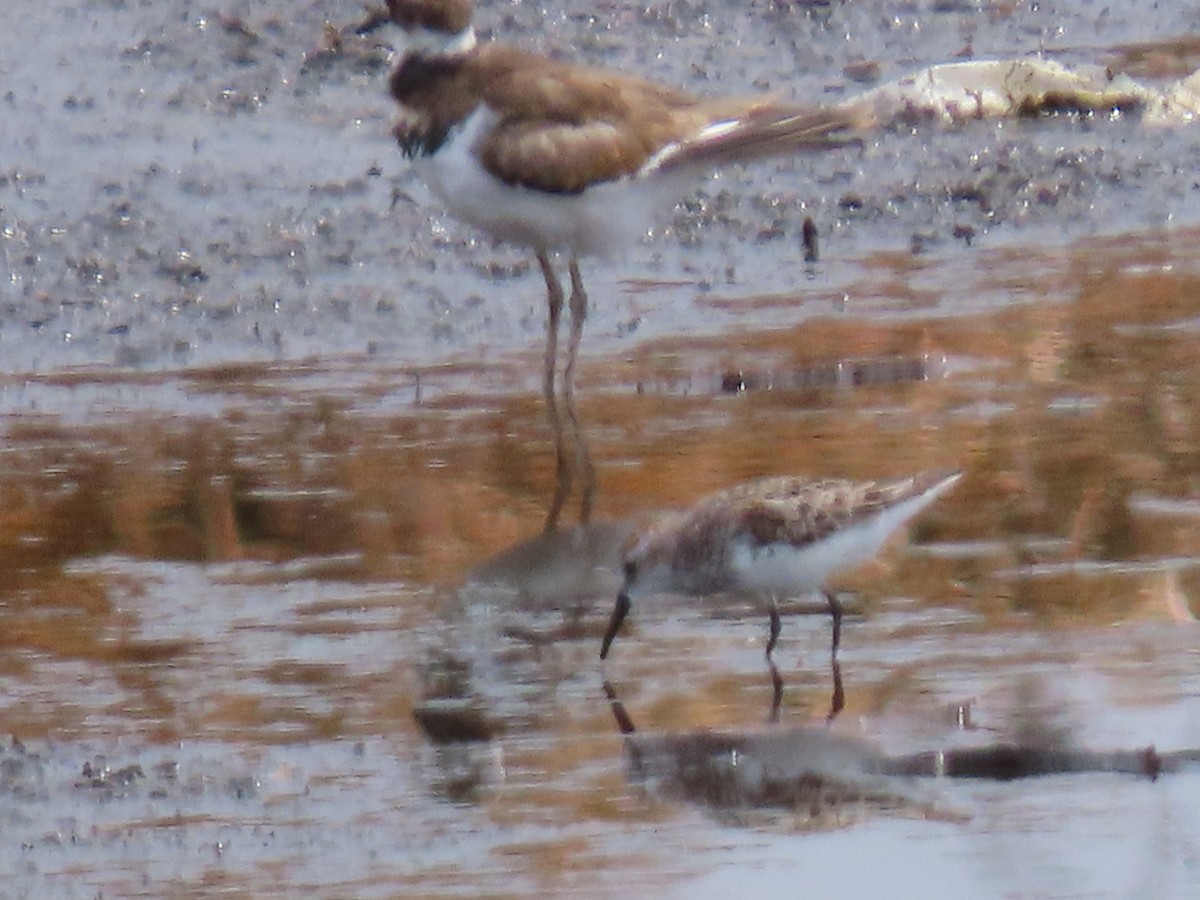 jespák aljašský - ML245200331