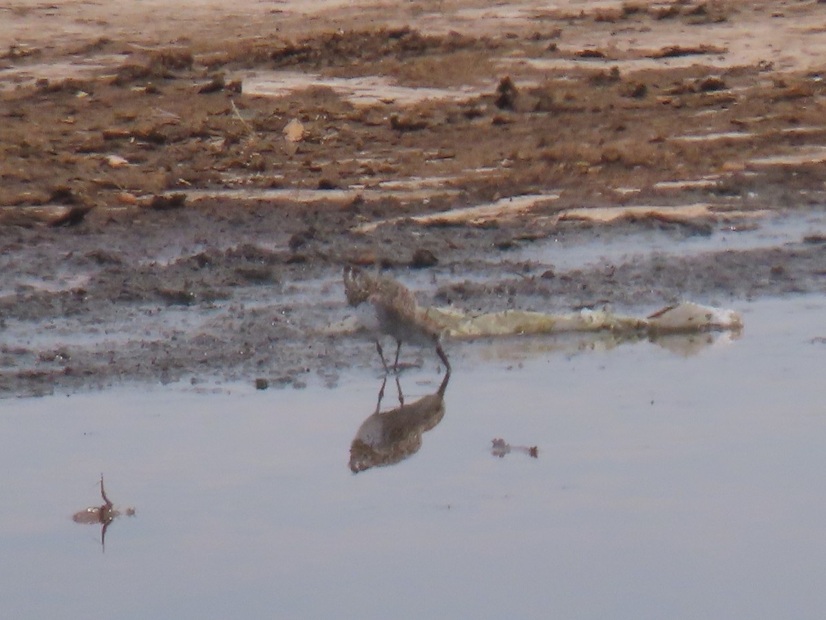 jespák aljašský - ML245200341