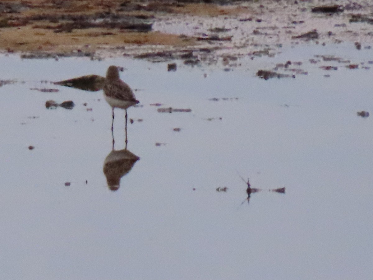 jespák aljašský - ML245200351