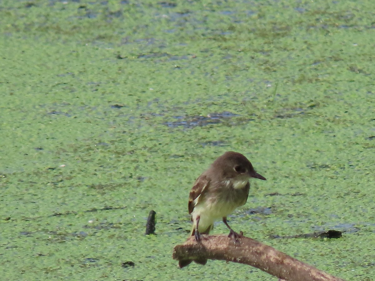 tyranovec domácí - ML245200531