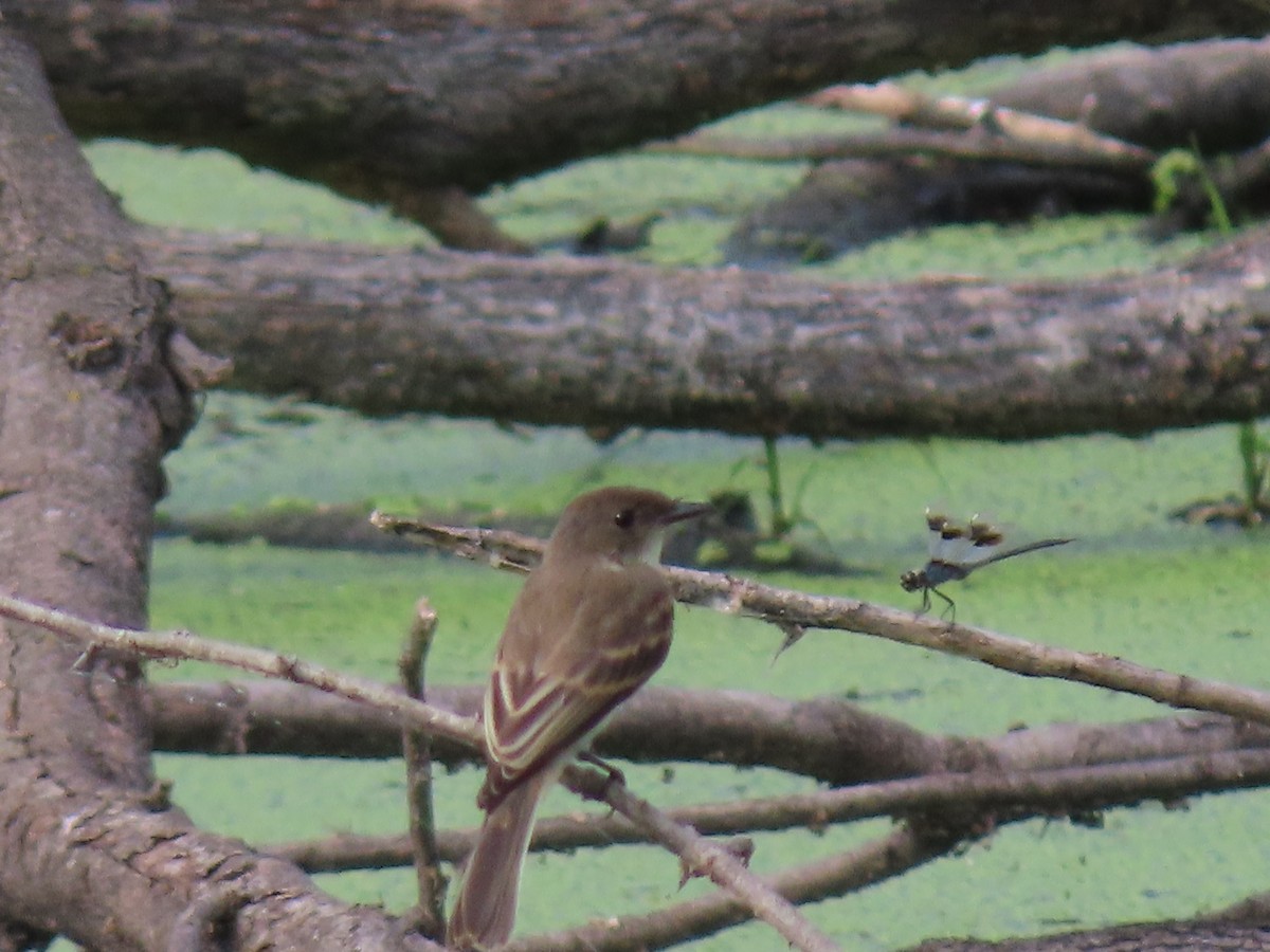 tyranovec domácí - ML245200541