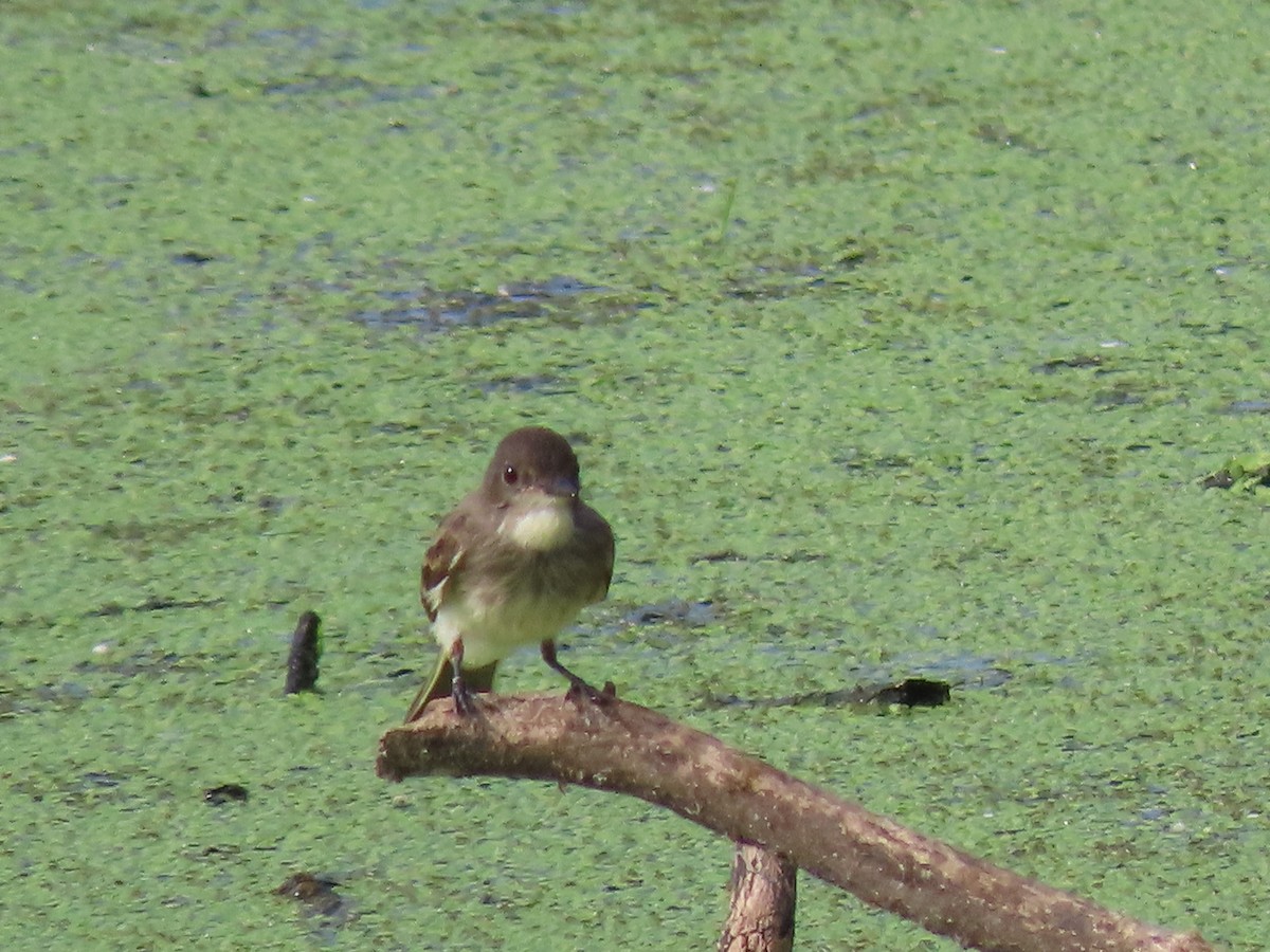 tyranovec domácí - ML245200551