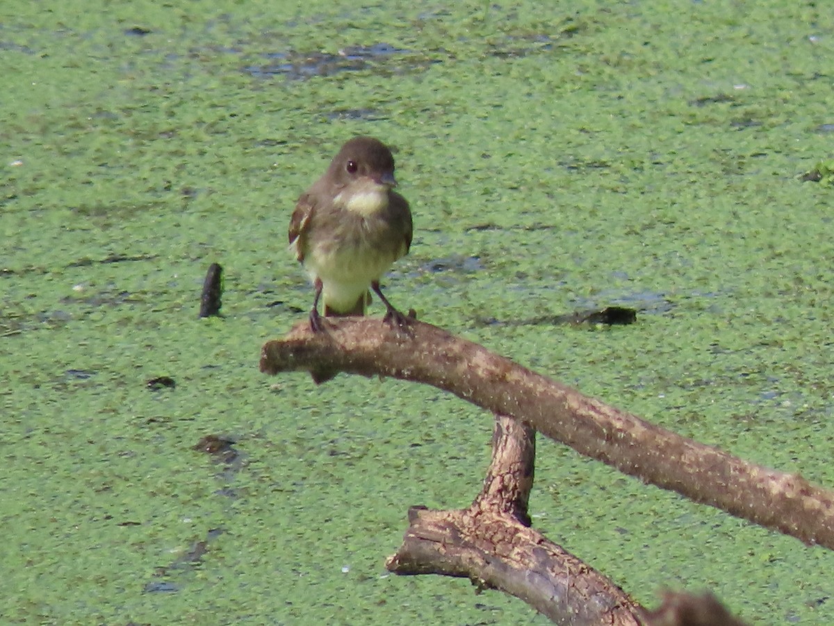 tyranovec domácí - ML245200561