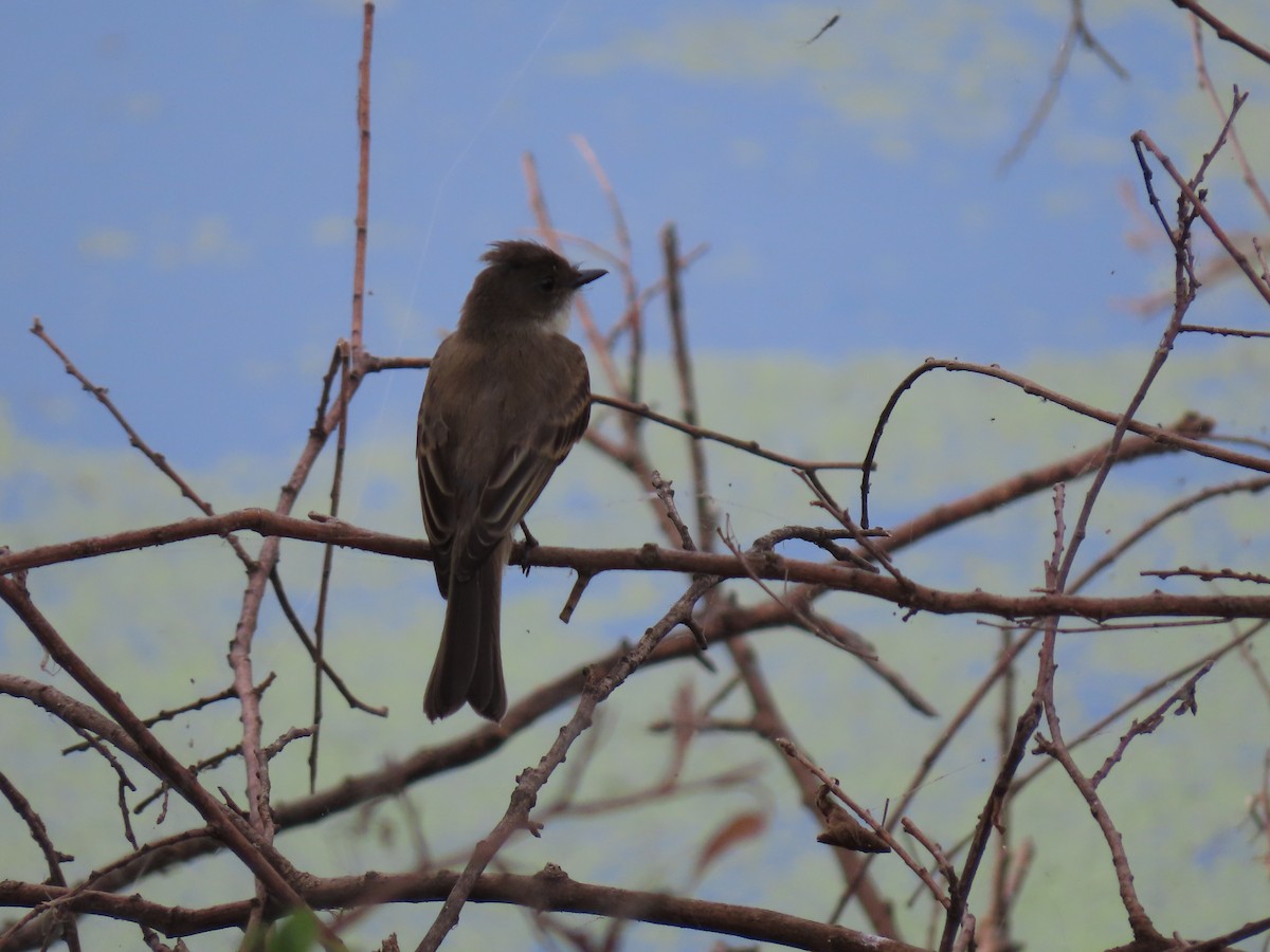 tyranovec domácí - ML245200571