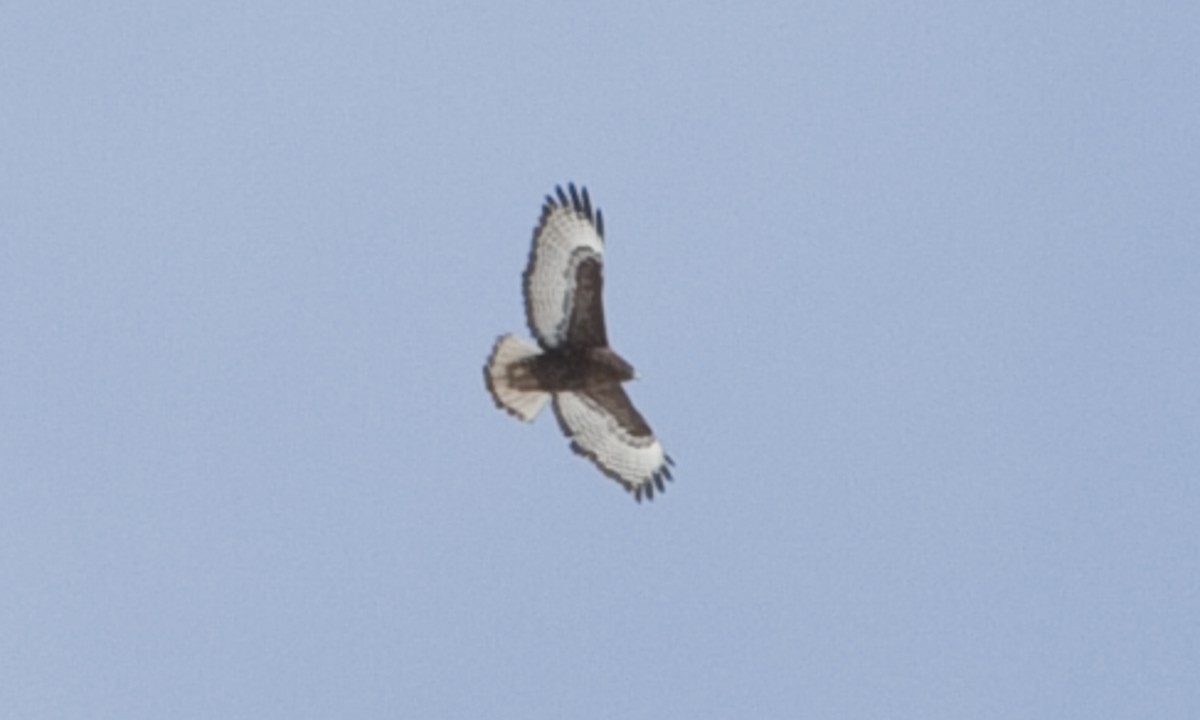 アカオノスリ（calurus／abieticola） - ML245201031