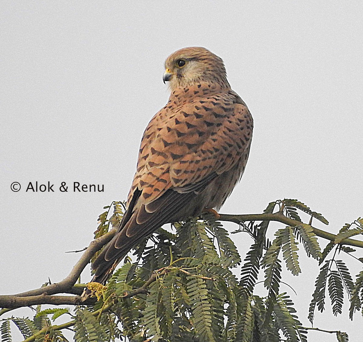 Eurasian Kestrel - ML245201091