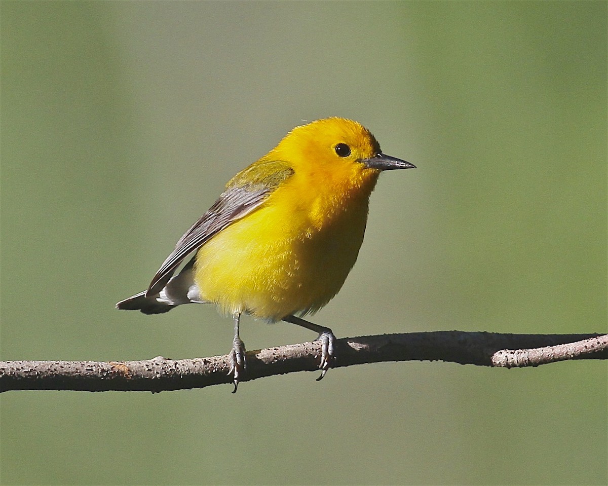 Prothonotary Warbler - ML245201191