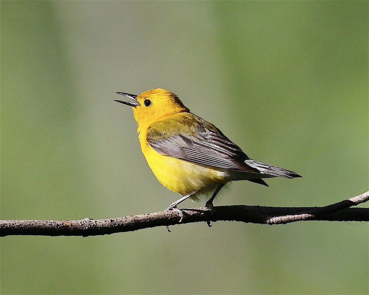 Prothonotary Warbler - ML245201201