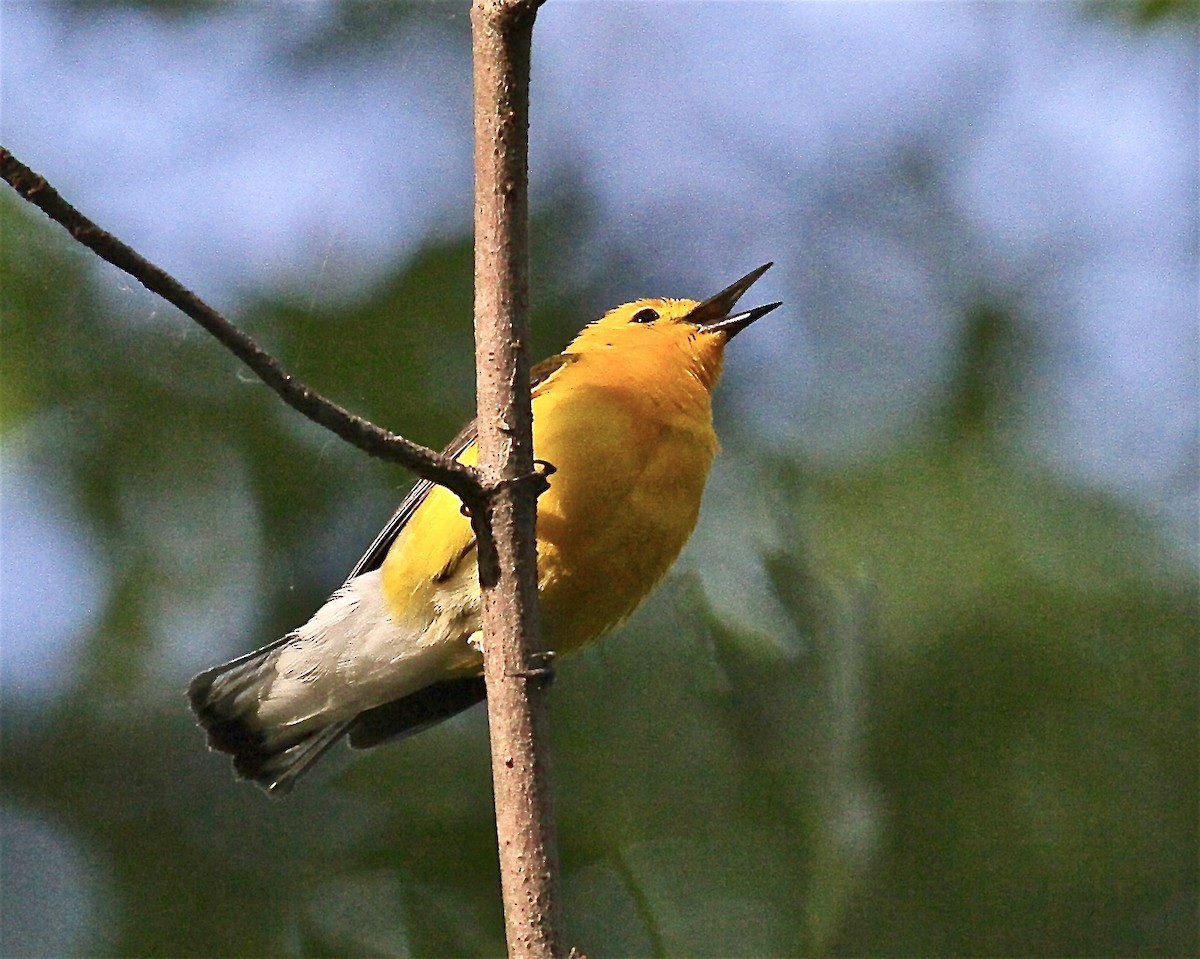 Reinita Protonotaria - ML245201211