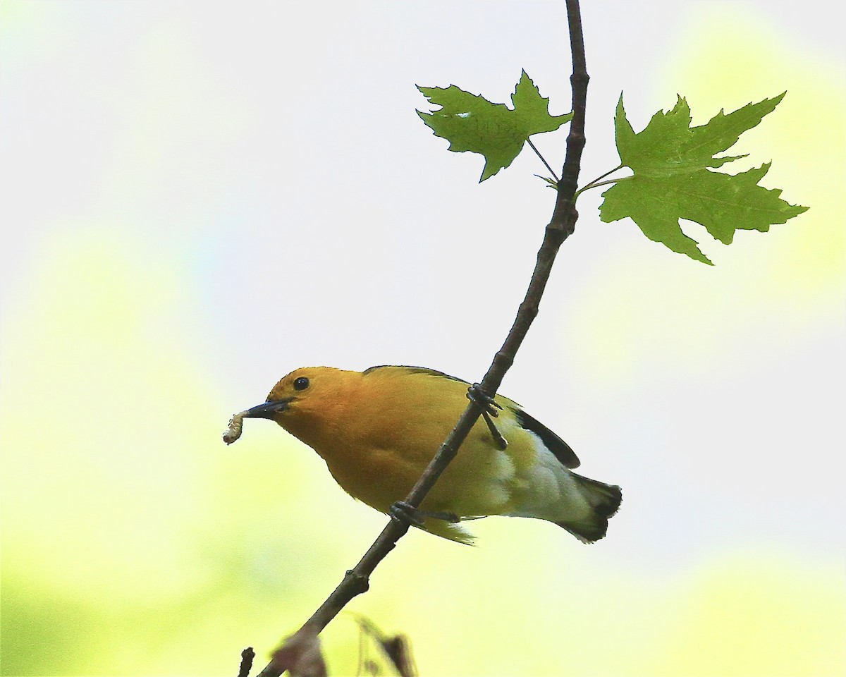 Prothonotary Warbler - ML245201221