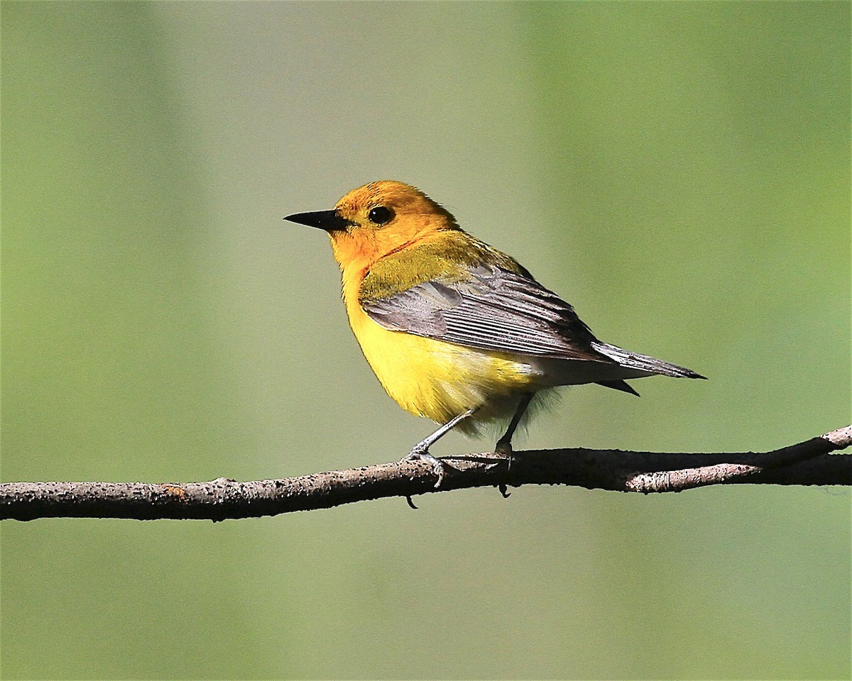 Prothonotary Warbler - ML245201231