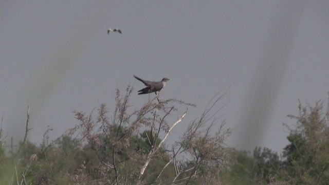 קוקיה אירופית - ML245202871