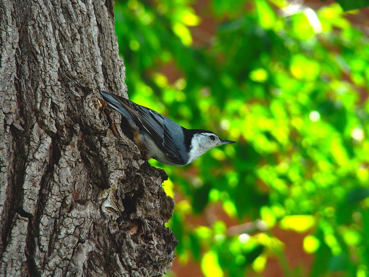 White-breasted Nuthatch - Emma Di Clemente