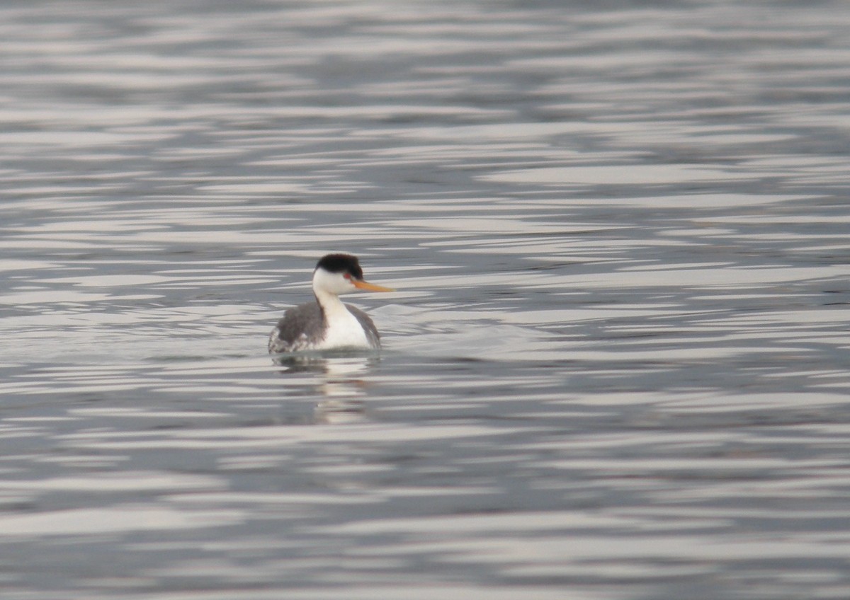 Clark's Grebe - ML245203691