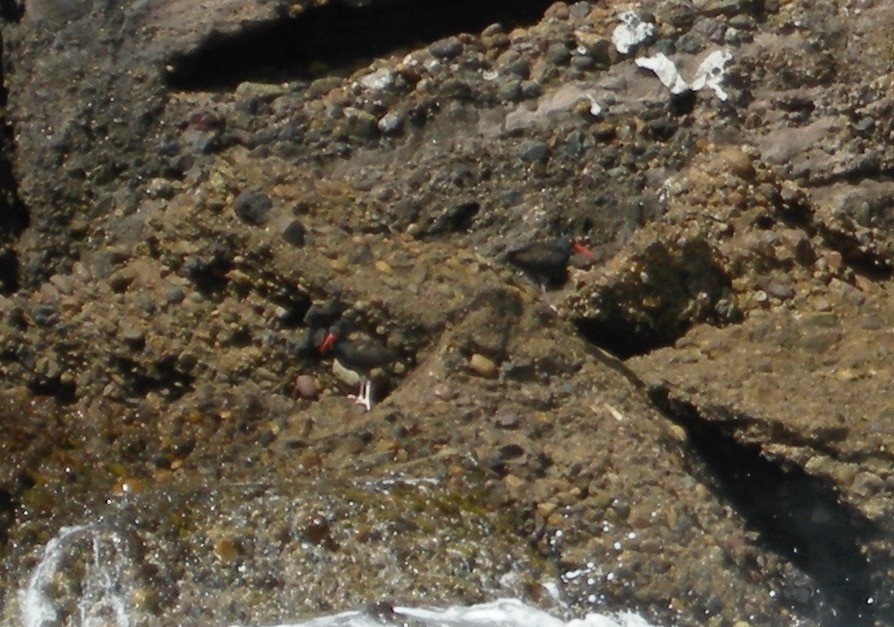 Black Oystercatcher - ML245205031