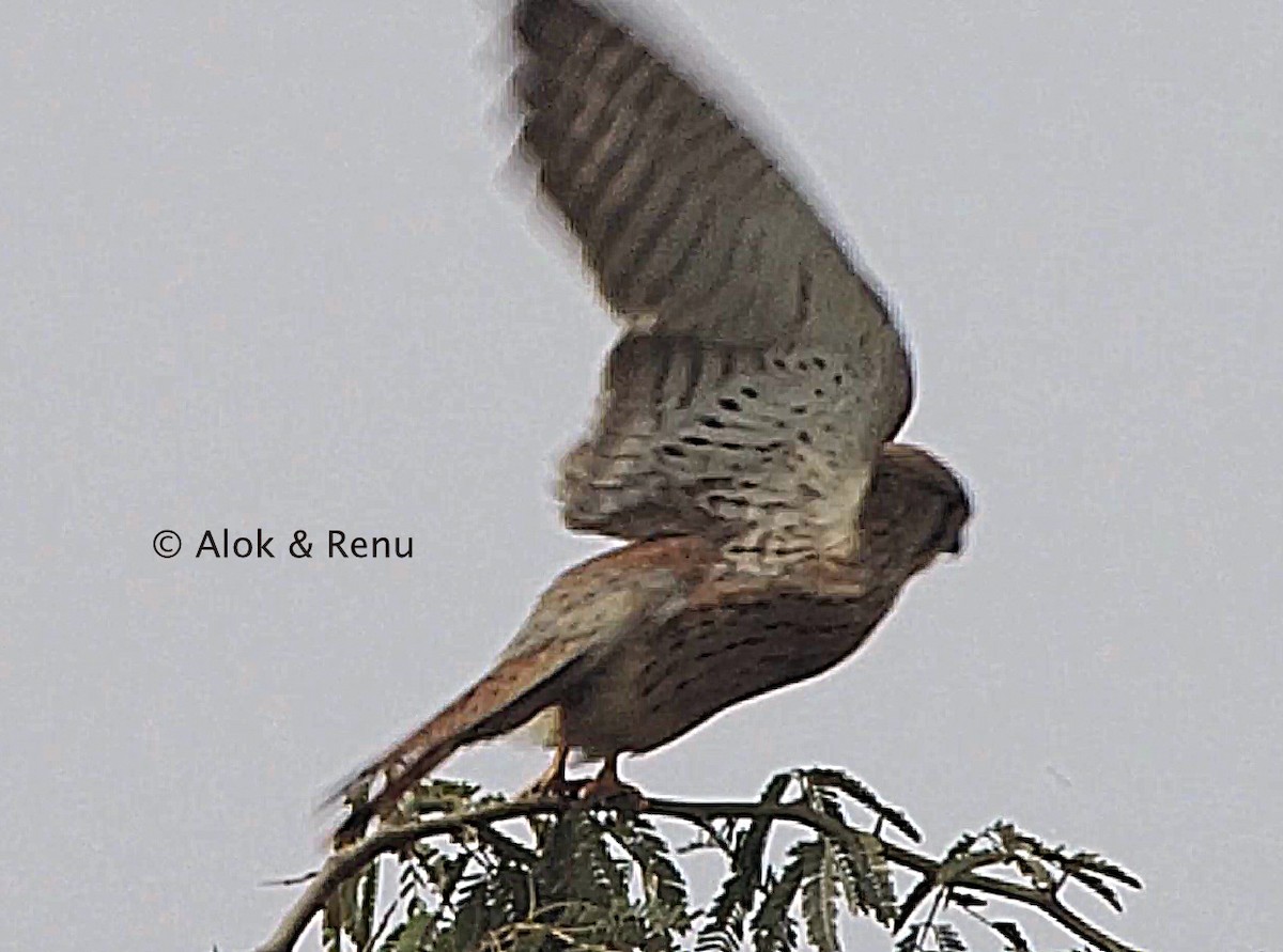 Eurasian Kestrel - ML245205311