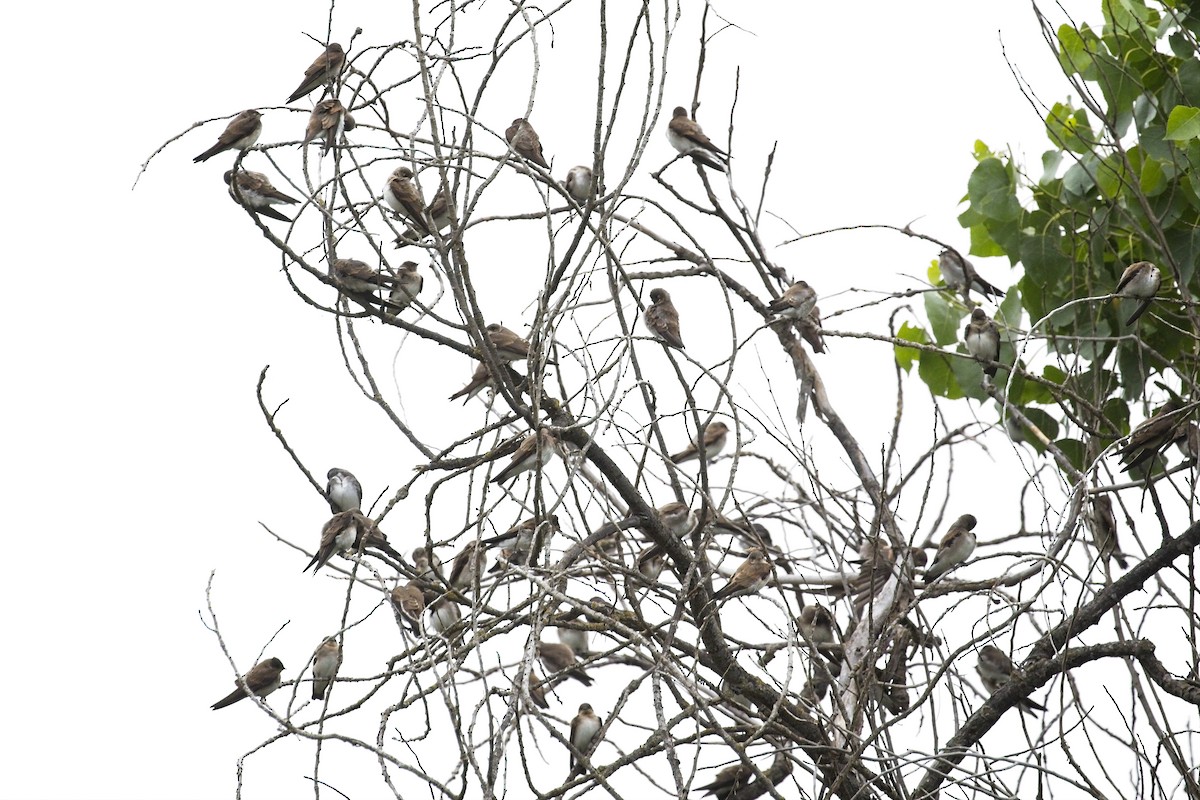 Northern Rough-winged Swallow - ML245206441