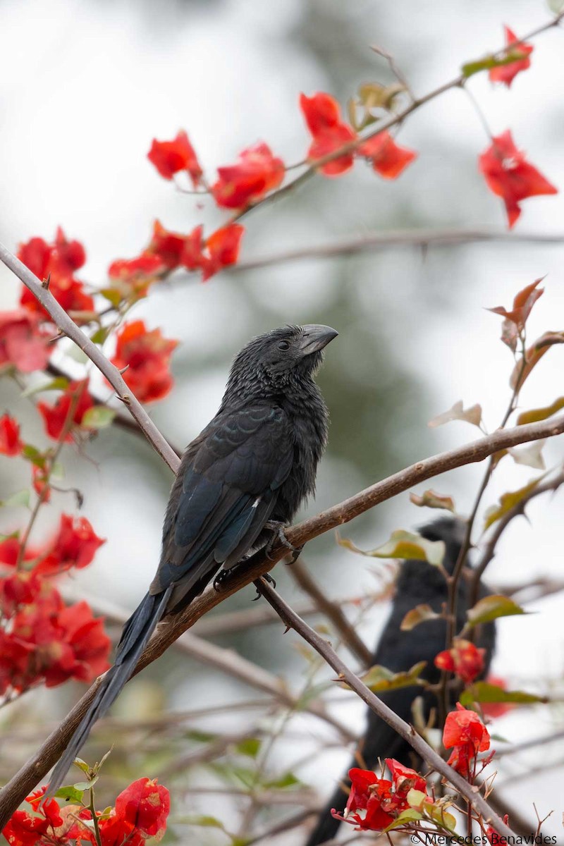 Groove-billed Ani - Mercedes Benavides