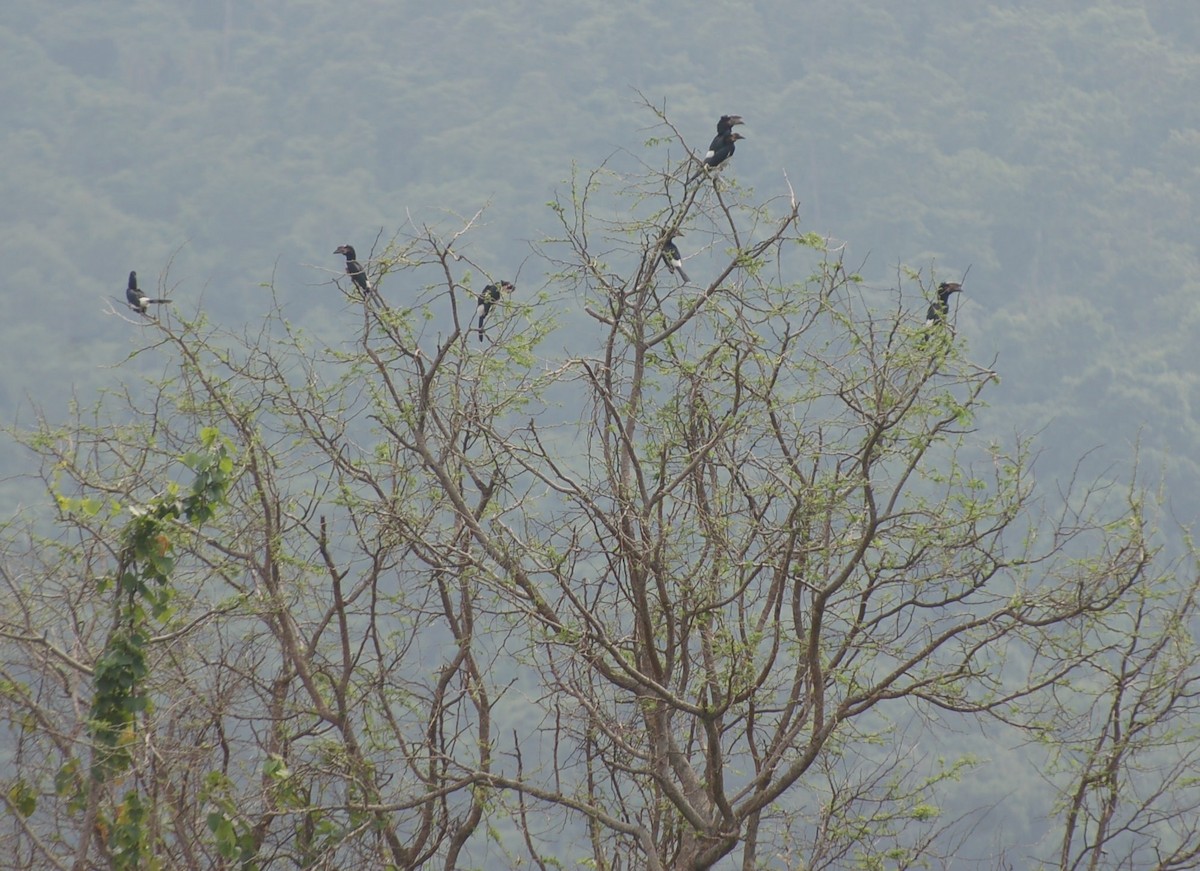 Trumpeter Hornbill - ML24520741