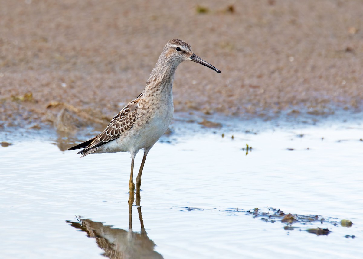 Stilt Sandpiper - Sue&Gary Milks