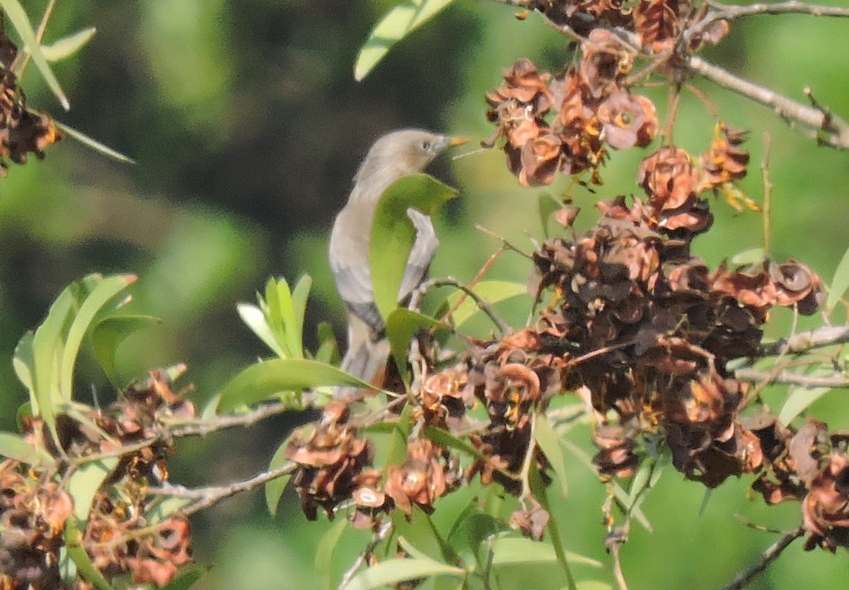 Chestnut-tailed Starling - Shardul Joshi