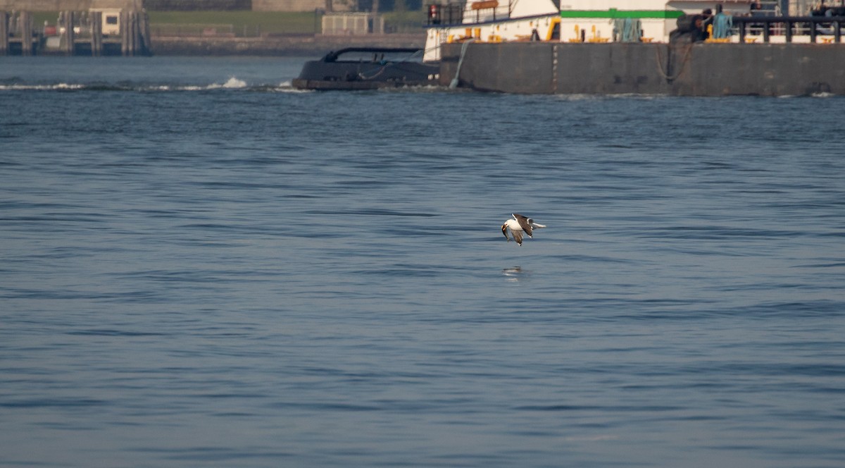 Great Black-backed Gull - Richard  Davis