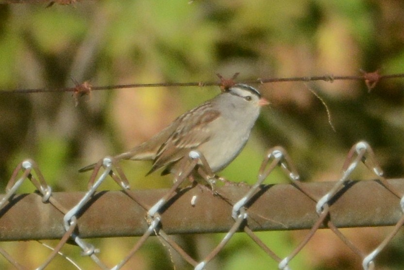 White-crowned Sparrow (Gambel's) - ML245209301