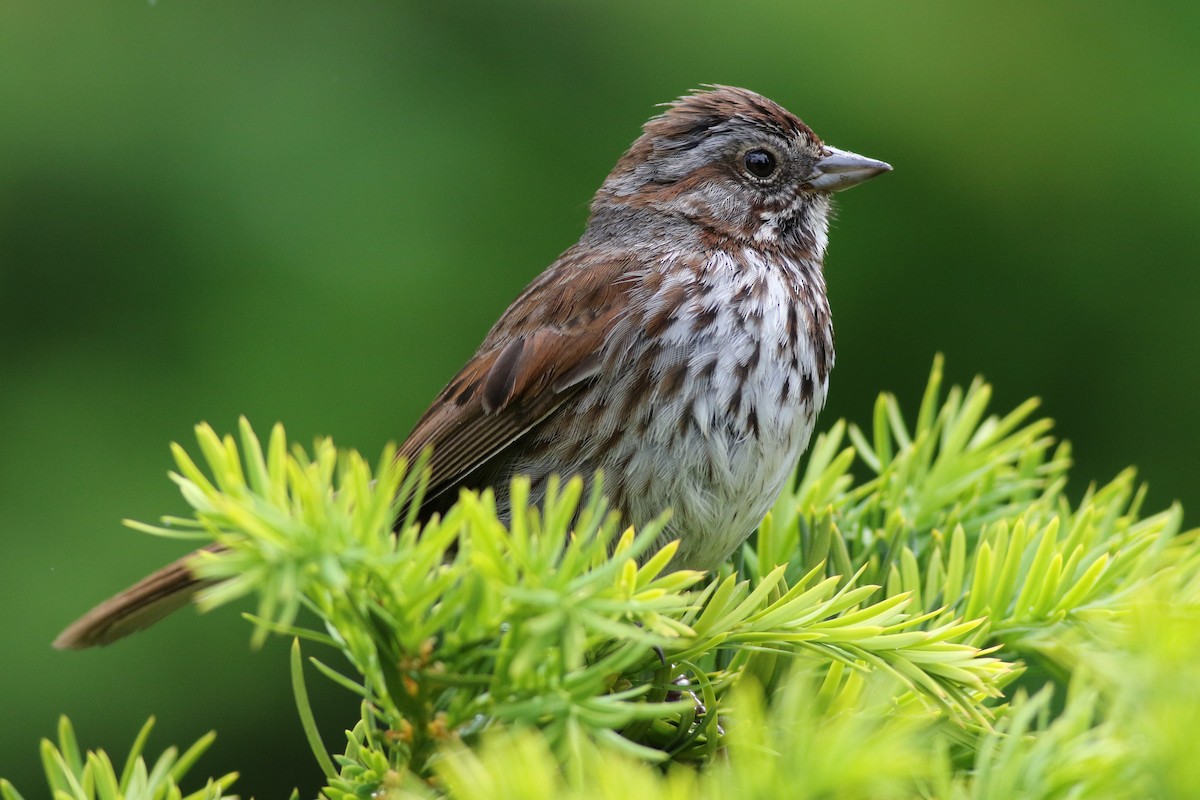 Song Sparrow - ML245210191