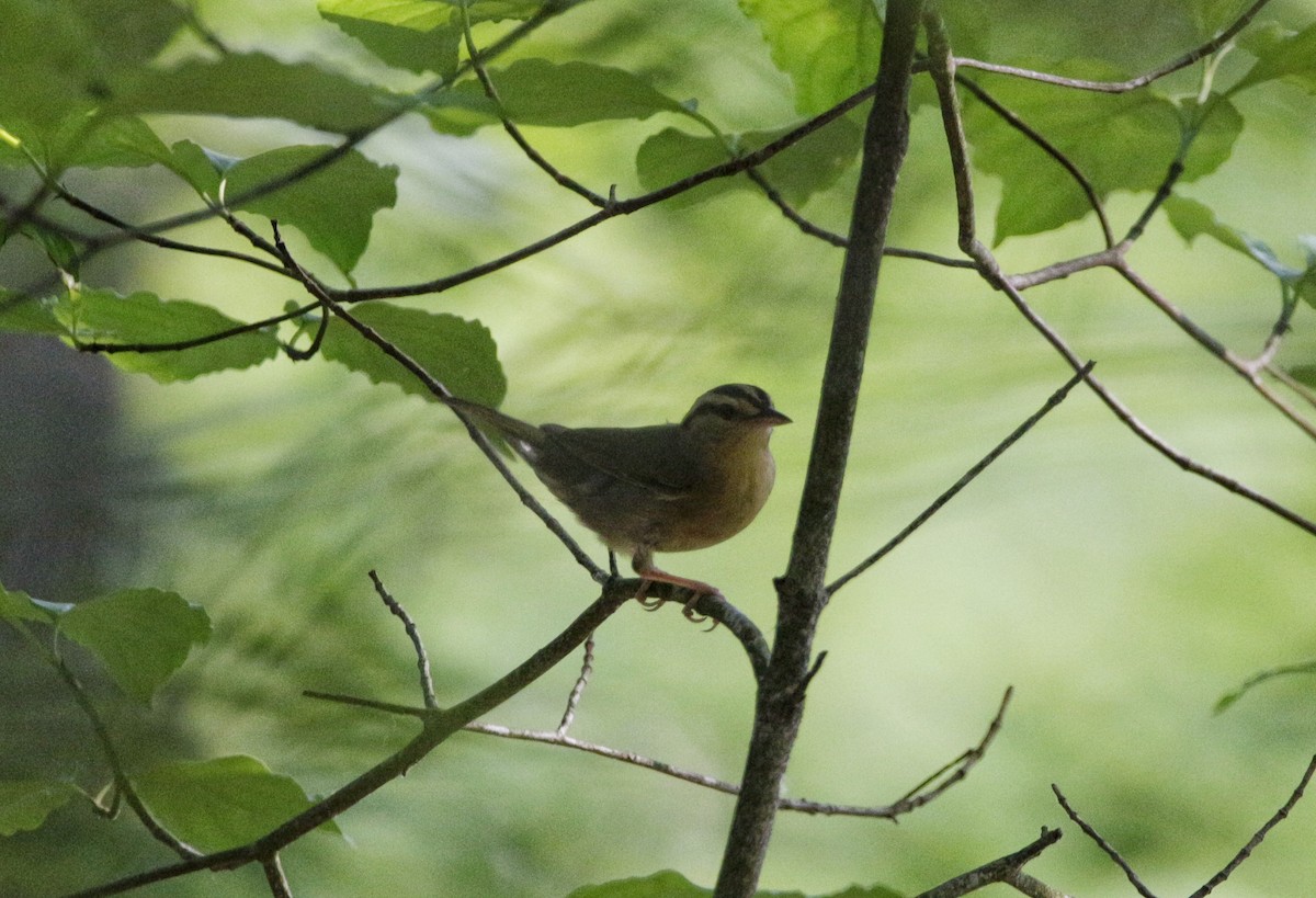 Worm-eating Warbler - ML245211831