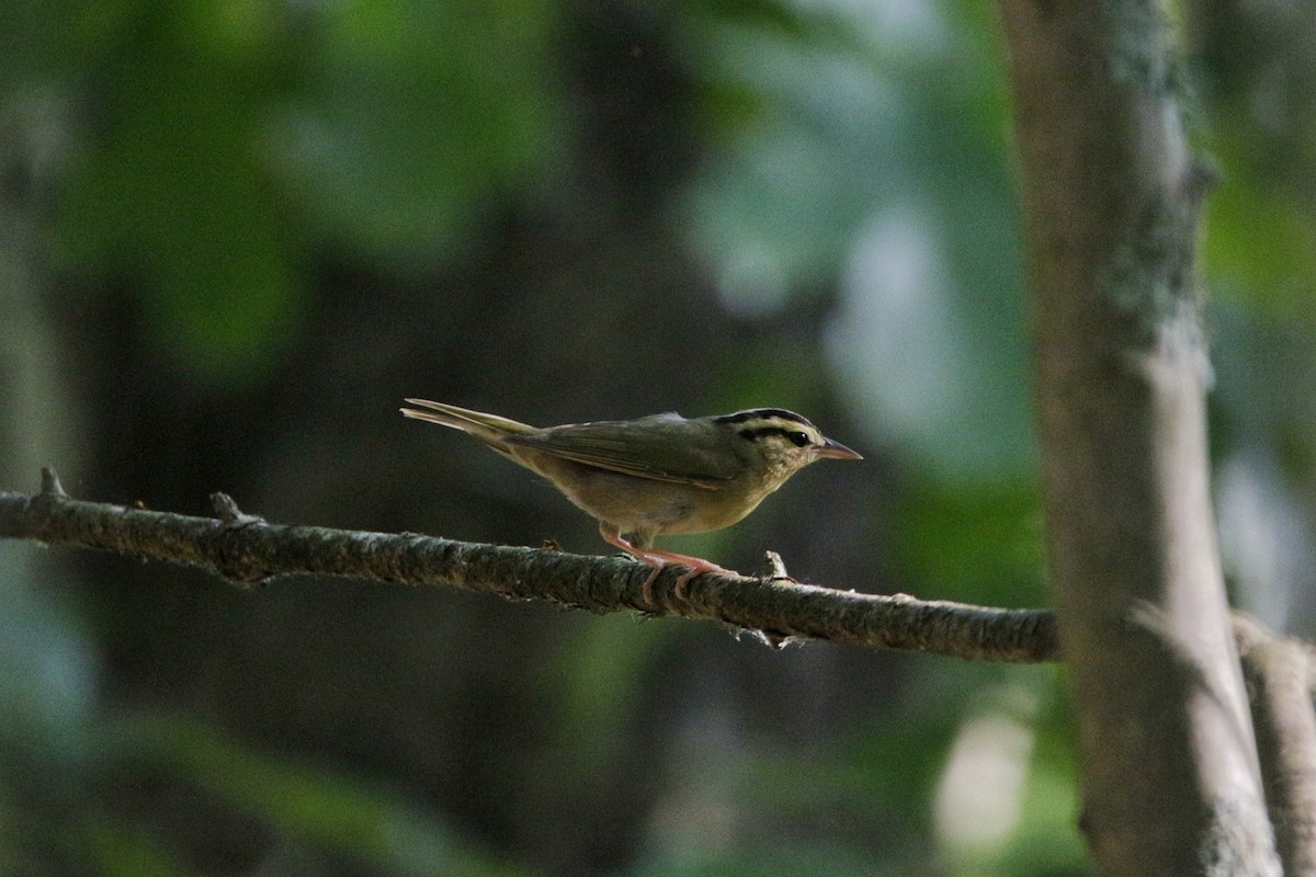 Worm-eating Warbler - ML245211851