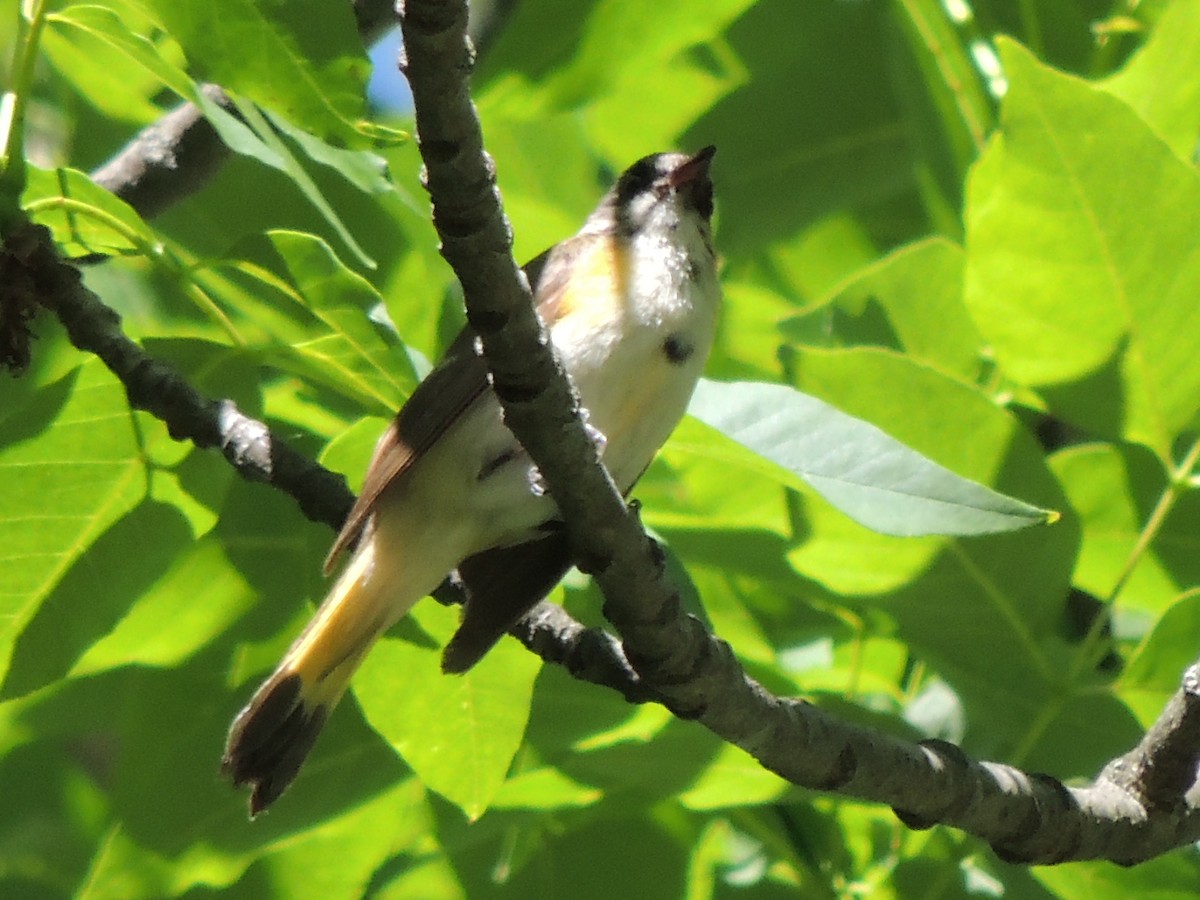 American Redstart - ML245212291