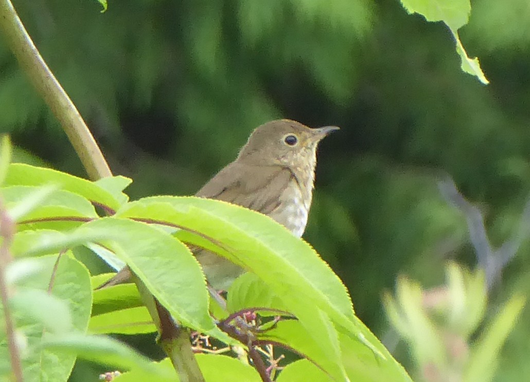 Swainson's Thrush - ML245213411