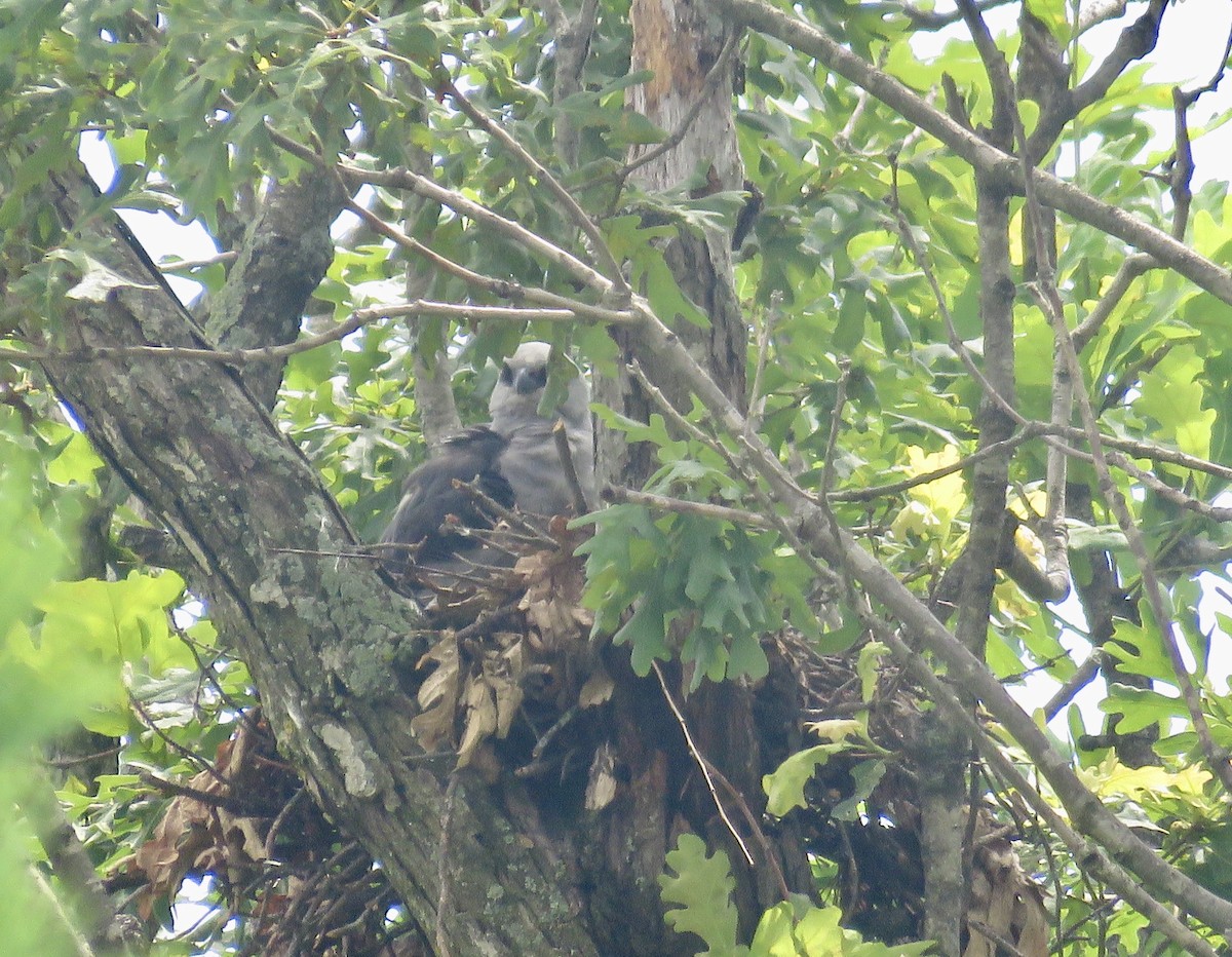 Mississippi Kite - Gerry Hawkins