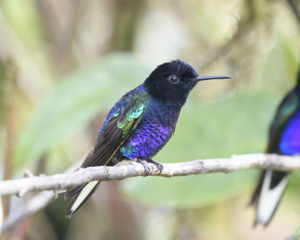 kolibřík hyacintový - ML245216671