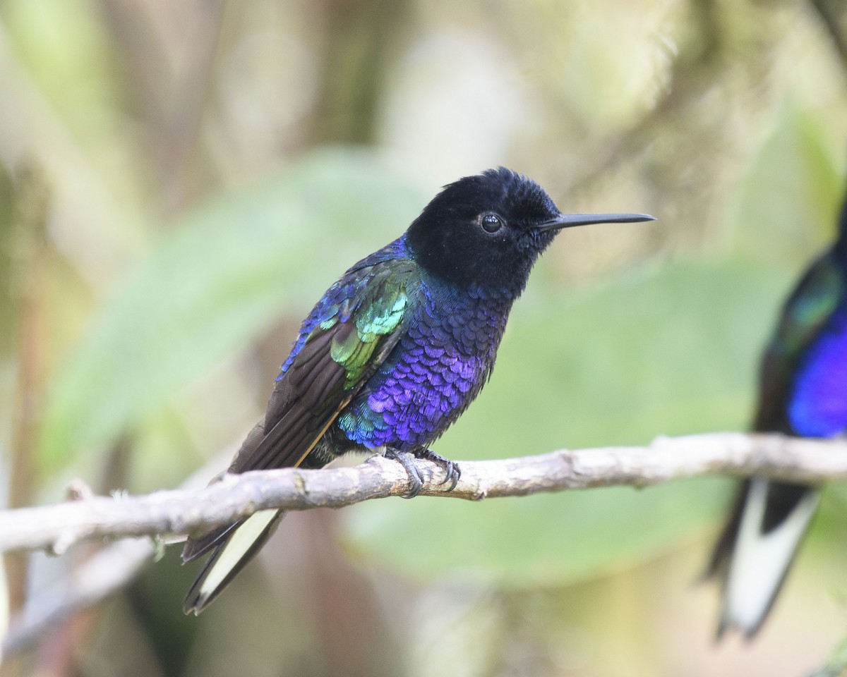 Velvet-purple Coronet - ML245216671