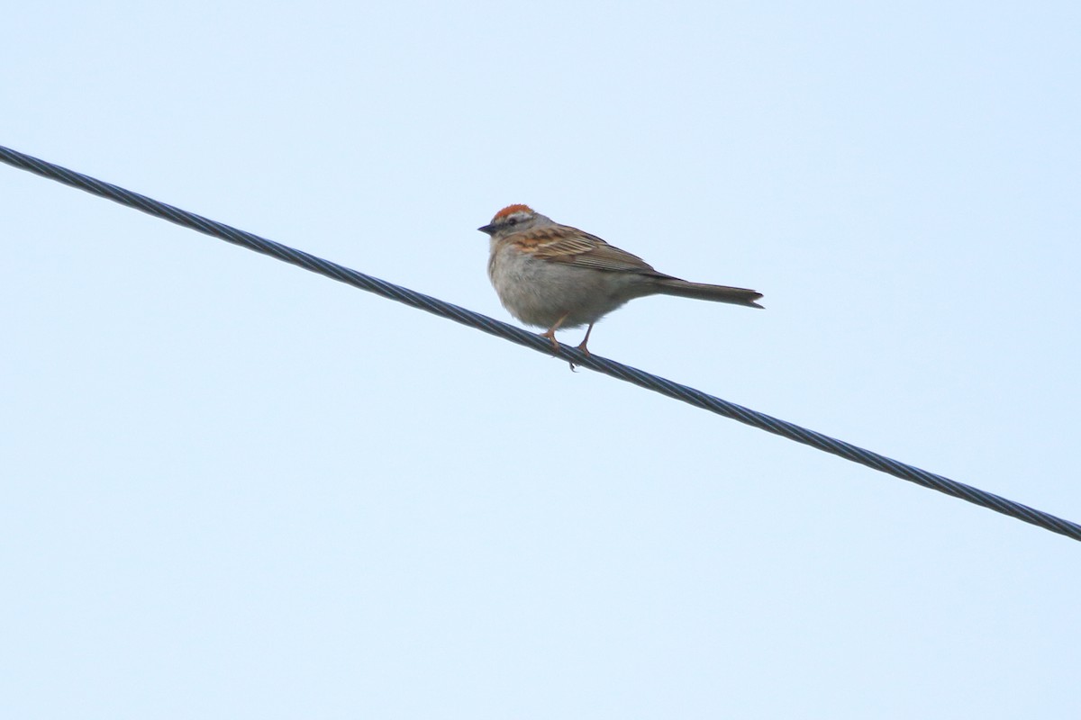 Chipping Sparrow - ML245216911