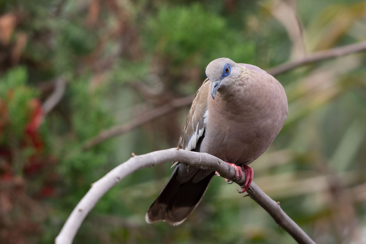 West Peruvian Dove - ML245217281