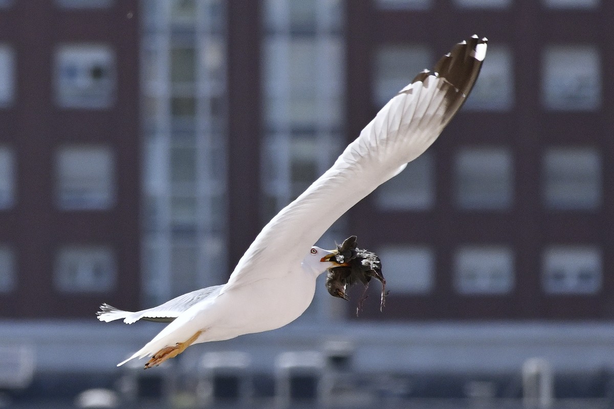 Yellow-legged Gull - José Ramón Martínez